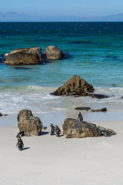 Kayalar penguen kolonisi Simonstown, Güney Afrika