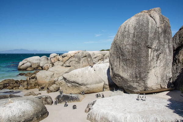 Boulders penguin colony at Simonstown, South Africa
