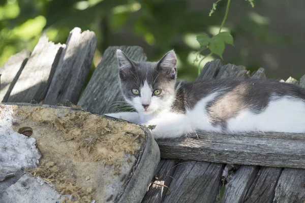 Charming Grey White Kitten Lying Fence Summer Day — Stock Photo, Image