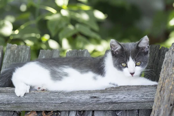 フェンスの夏の日に横たわっている魅力的な灰色の白い子猫 — ストック写真