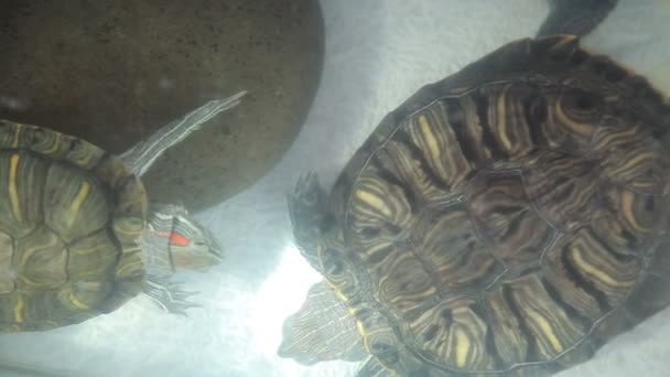 Tortue à ventre rouge dans un aquarium — Video