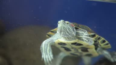 Kırmızı karınlı kaplumbağa bir akvaryum