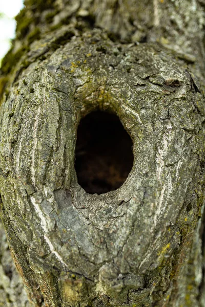 Hueco en el árbol — Foto de Stock