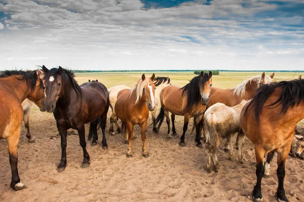 At sürüsü tarlada