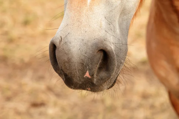 Naso di cavallo Sistema respiratorio — Foto Stock