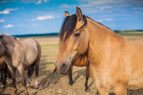 米色草地上的马 — 图库照片