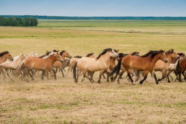 At sürüsü sahada çalışan