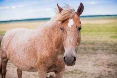 Kırmızı atı sahada boyama nadir