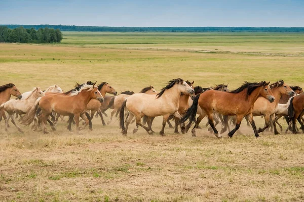 At sürüsü sahada çalışan