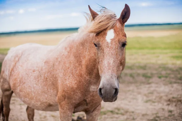 Kırmızı atı sahada boyama nadir