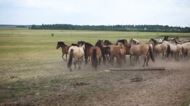 Uma manada de cavalos no pasto — Vídeo de Stock