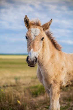 Bir tayı alanındadır