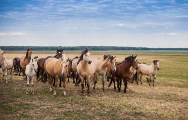 Otlakta bir at sürüsü