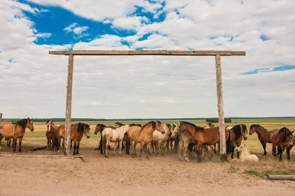 牧场上的一群马 — 图库照片