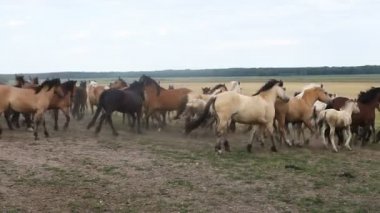 At sürüsü yürüyüş etrafında alanı