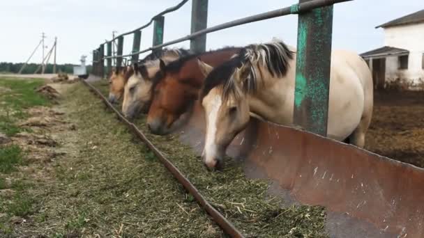 Żywienie koni w pióra — Wideo stockowe