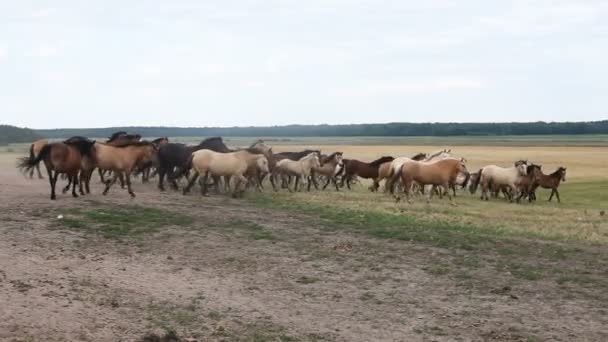 Stado koni wypas w polu — Wideo stockowe