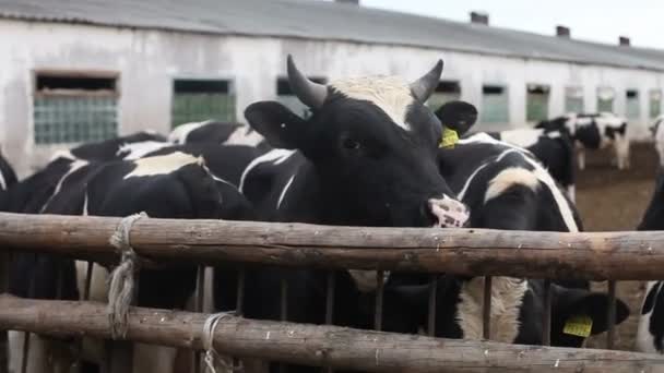栅栏后面的公牛 — 图库视频影像