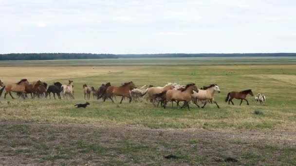 Eine Herde Pferde, die auf der Weide herumläuft — Stockvideo