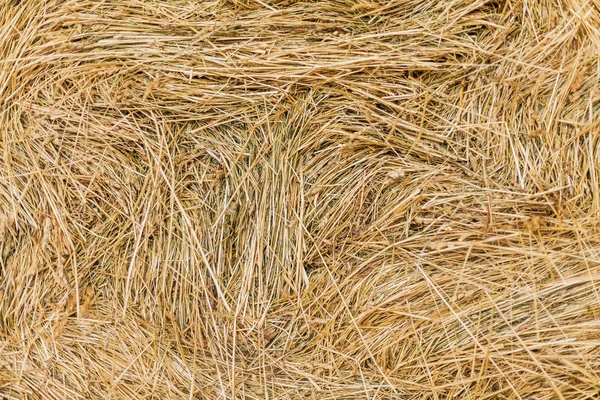 Hay voedergewassen voor vee — Stockfoto