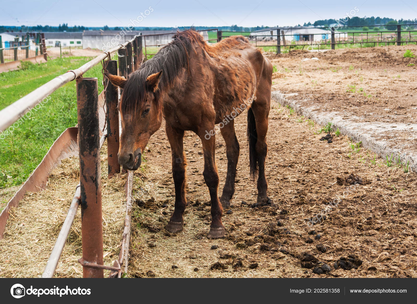 Thin big horse ⬇ Stock Photo, Image by © ViShark #202581358