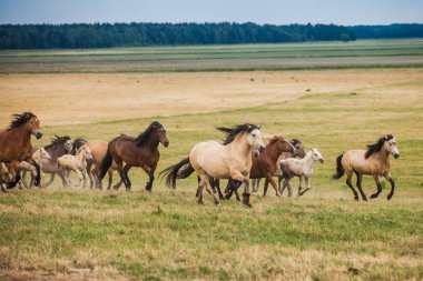 Ücretsiz atlar sahada koşmak
