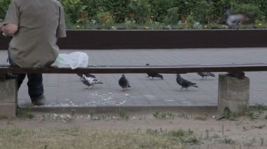 Bir adam güvercinler ekmek ile sokakta beslemeleri