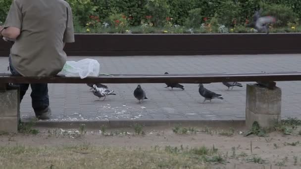 Un homme nourrit des pigeons avec du pain dans la rue — Video