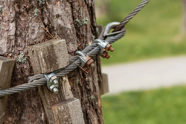 Kabel dołączony jest wokół drzewa — Zdjęcie stockowe