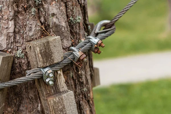 Le câble est fixé autour de l'arbre — Photo