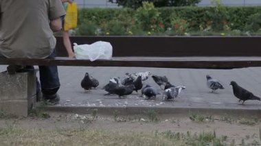 Bir adam sokakta güvercin besleme