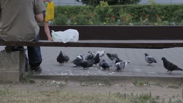 En man matar duvor på gatan — Stockvideo