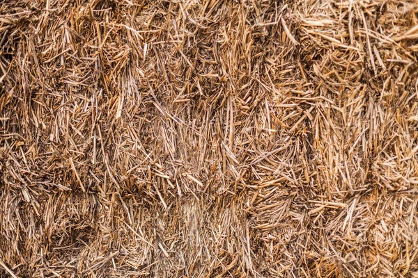 Textura de palha seca — Fotografia de Stock