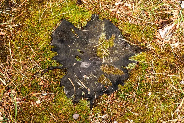 Vecchio ceppo nero da albero a muschio — Foto Stock