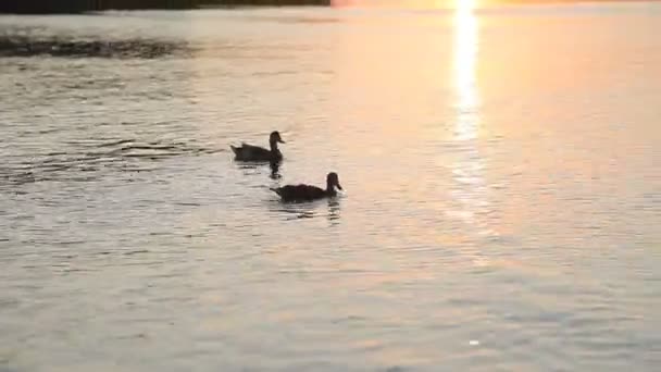 Пара уток, плавающих по воде на фоне заката — стоковое видео