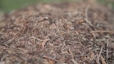 Öğleden sonra karıncalar ile düşürebilir.