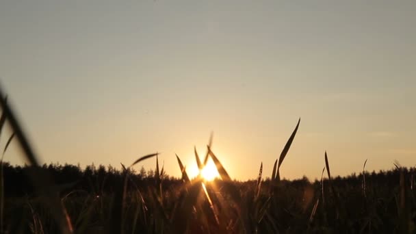 Закат в поле — стоковое видео