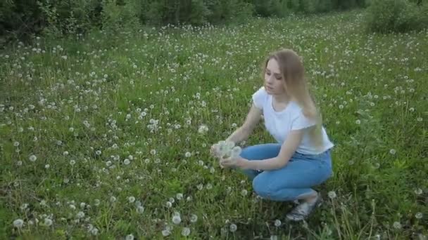 Meisje verzamelt bloemen paardebloemen in een weide — Stockvideo