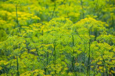 Ev Bahçe büyüyen mutfak dereotu.