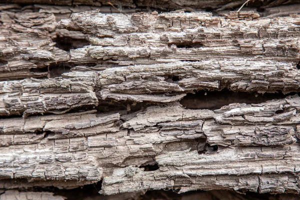 Texture of an old rotten wooden log — Stock Photo, Image