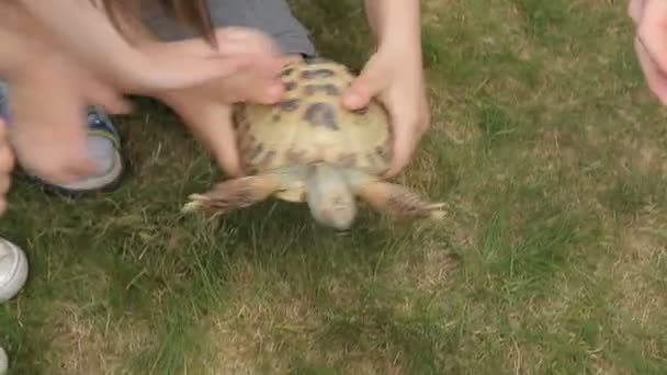 Barn som leker med en sköldpadda — Stockvideo