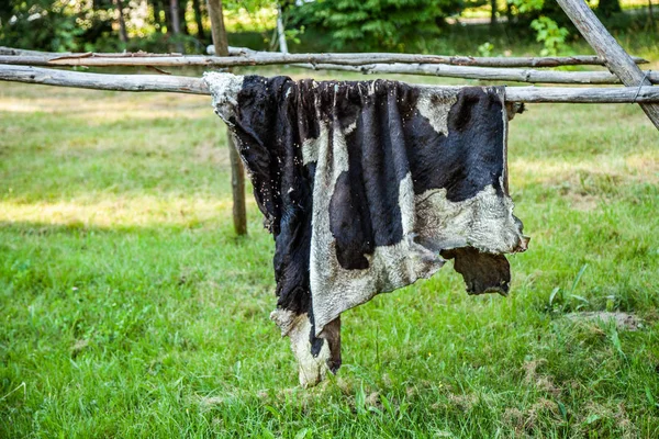 Cuir de vache, taureau, Séchage des peaux de vache dans la nature — Photo