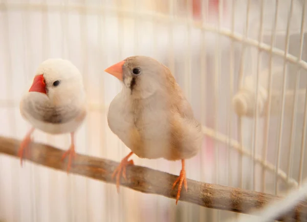 Birds in a cage — Stock Photo, Image
