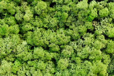 Yeşil liken duvar yosun duvar, döşeme