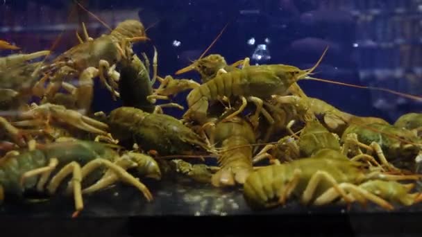 Ce sont des raki, des éleveurs qui ont été cultivés pour la distribution commerciale. A l'intérieur de l'aquarium se trouve une simulation des écosystèmes naturels . — Video