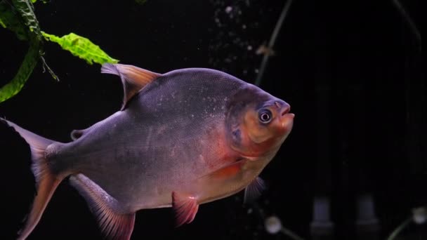 Feeding piranhas in an aquarium — Stock Video