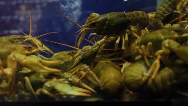 Live crayfish in a store for sale — Stock Video