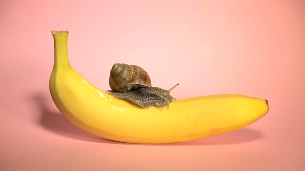 Caracol arrastrándose sobre un plátano. Fondo rosa — Vídeos de Stock