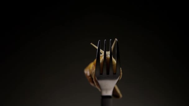 Druva snigel krypa på en gaffel — Stockvideo