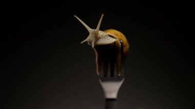 En canlı salyangoz bir çatal yemek.